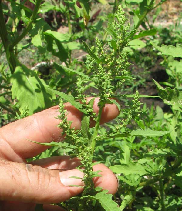 Epazote, DYSPHANIA AMBROSIOIDES or Chenopodium ambrosioides