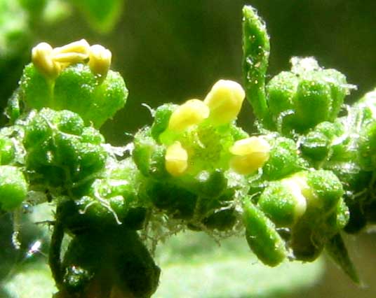 Epazote, DYSPHANIA AMBROSIOIDES or Chenopodium ambrosioides, flowers
