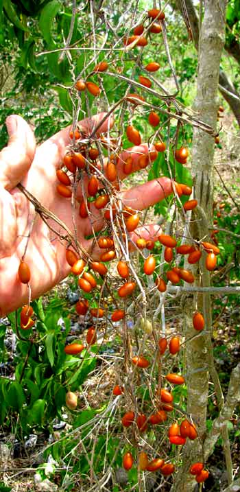 CAYAPONIA RACEMOSA, fruits