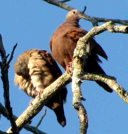 Ruddy Ground-Dove, COLUMBINA TALPACOTI, male and female preening