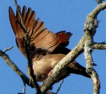 Ruddy Ground-Dove, COLUMBINA TALPACOTI, open wing defensive behavior