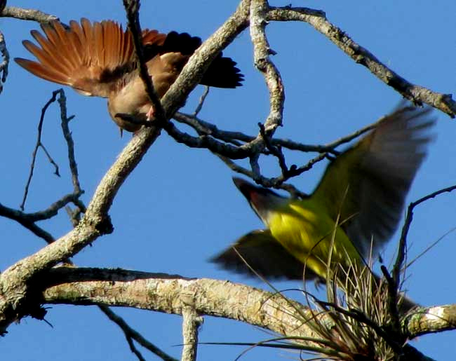 Ruddy Ground-Dove being attacked by Social Flycatcher