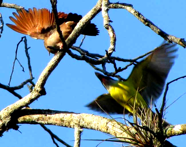 Ruddy Ground-Dove being attacked by Social Flycatcher