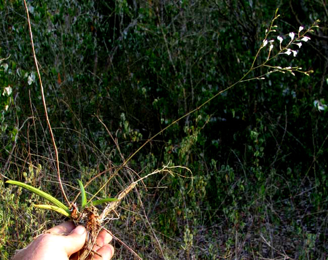 Delicate Violet Ionopsis, IONOPSIS UTRICULARIOIDES