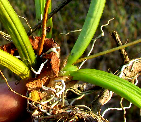 Delicate Violet Ionopsis, IONOPSIS UTRICULARIOIDES, showing pseudobulb