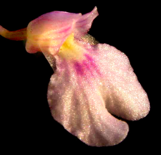 Delicate Violet Ionopsis, IONOPSIS UTRICULARIOIDES, flower