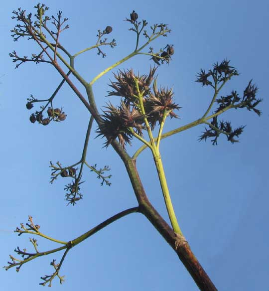 AGAVE angustifolia, fruit cluster