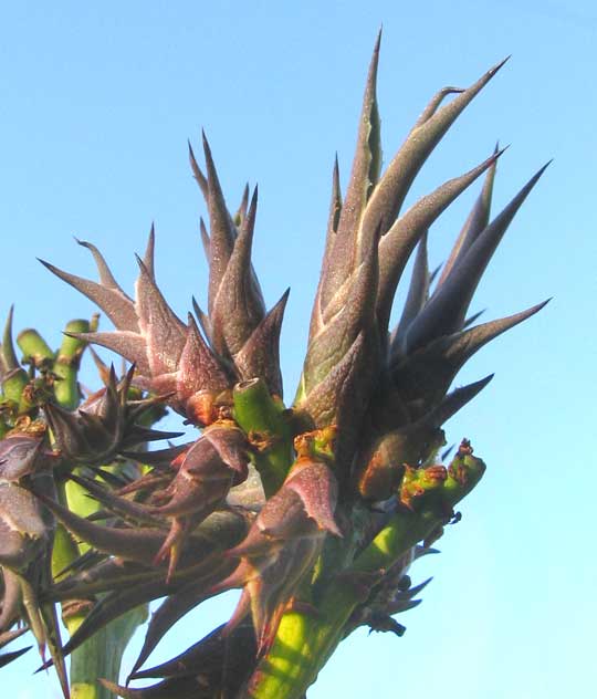 AGAVE angustifolia, tufted vegetative shoots