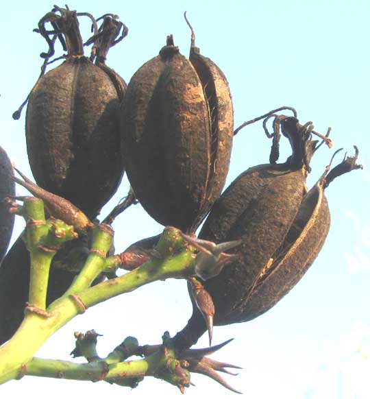 AGAVE angustifolia, fruit pods