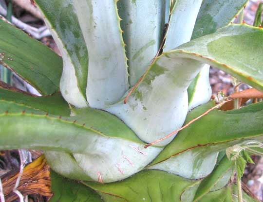 AGAVE angustifolia, blade bases