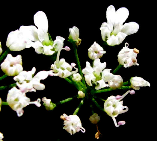 Cilantro or Coriander, CORIANDRUM SATIVUM, flowers