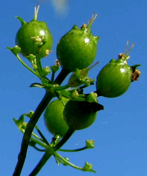 Cilantro or Coriander, CORIANDRUM SATIVUM, fruits