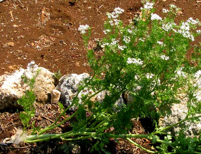 Cilantro or Coriander, CORIANDRUM SATIVUM