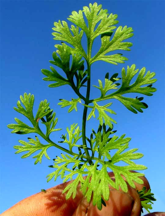 Cilantro or Coriander, CORIANDRUM SATIVUM, decompound leaf
