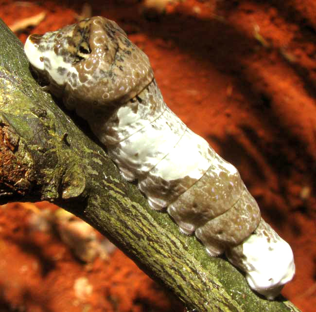 caterpillar of either Giant or Thoas Swallowtail