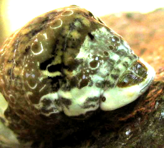 front of caterpillar mimicking lizard or snake head, of either Giant or Thoas Swallowtail