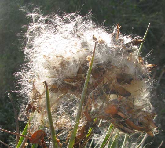 TILLANDSIA FASCICULATA, fuzzy seed mass