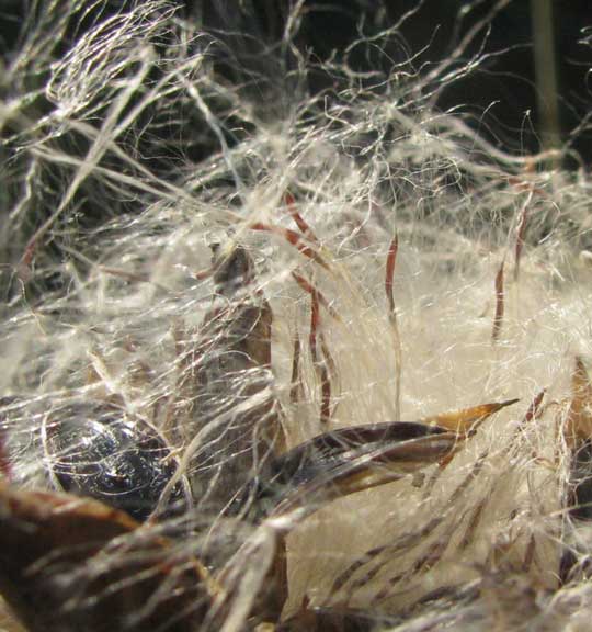 TILLANDSIA FASCICULATA, seeds