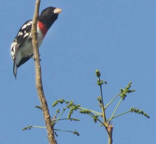 Rose-breasted Grosbeak, PHEUCTICUS LUDOVICIANUS