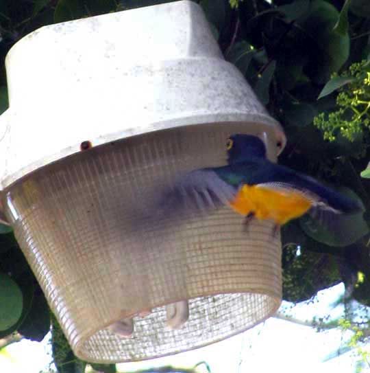 Violaceous Trogon, TROGON VIOLACEUS, collecting bugs on security lamp