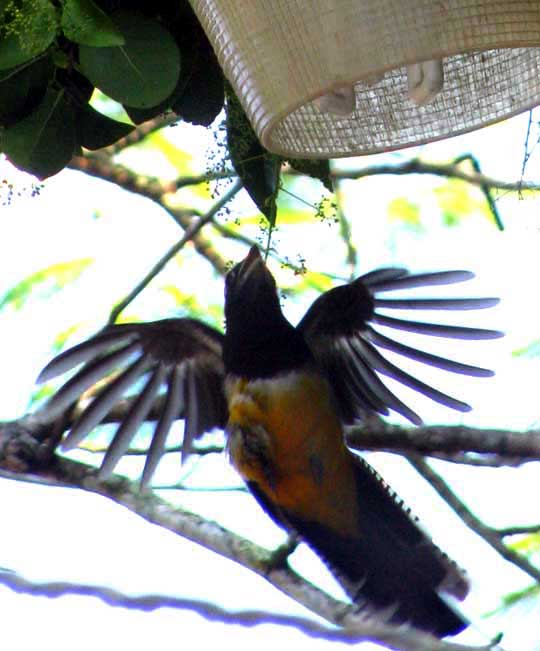 Violaceous Trogon, TROGON VIOLACEUS, collecting bugs on security lamp