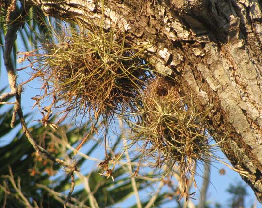 globular nest of Scrub Euphonia, EUPHONIA AFFINIS