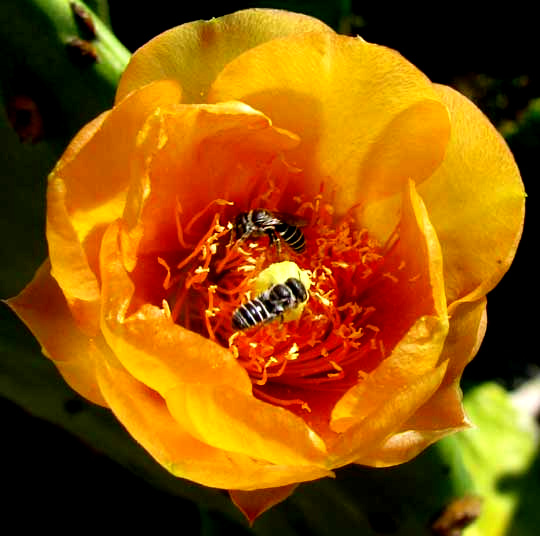 Indian-Fig or Nopal Cactus, OPUNTIA FICUS-INDICA, flower