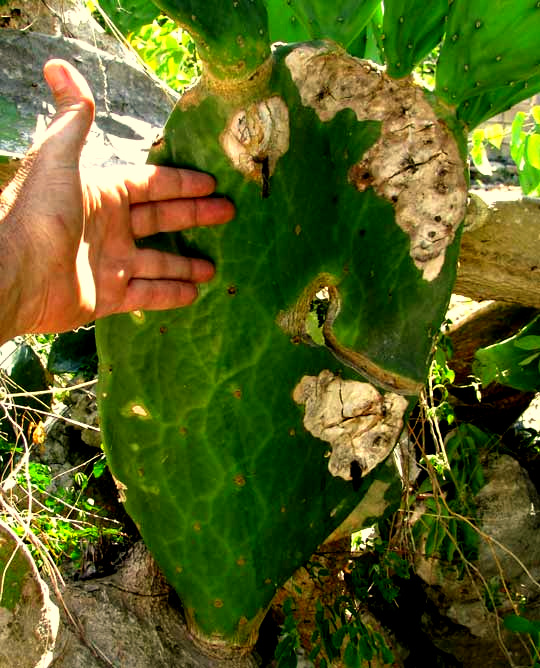 Indian-Fig or Nopal Cactus, OPUNTIA FICUS-INDICA, pad