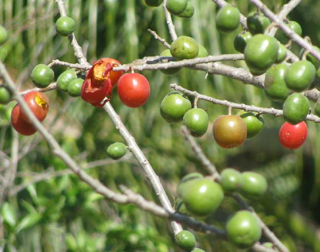 Red Spanish-Plum, or Hog Plum, SPONDIAS PURPUREA