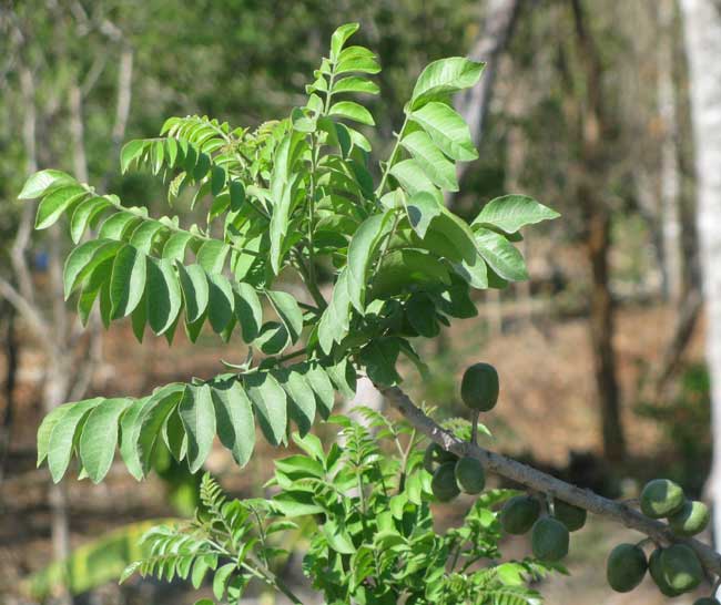 Red Spanish-Plum, or Hog Plum, SPONDIAS PURPUREA, leaves