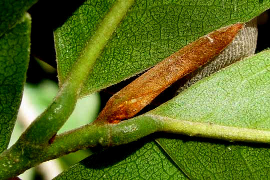 Soursop or Guanábana, ANNONA MURICATA, naked terminal bud