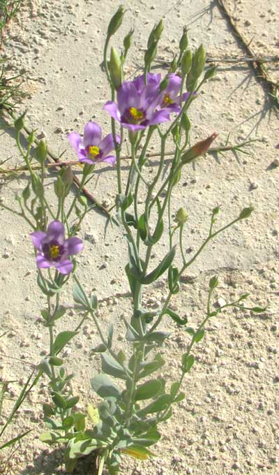 Beach Gentian, EUSTOMA EXALTATUM