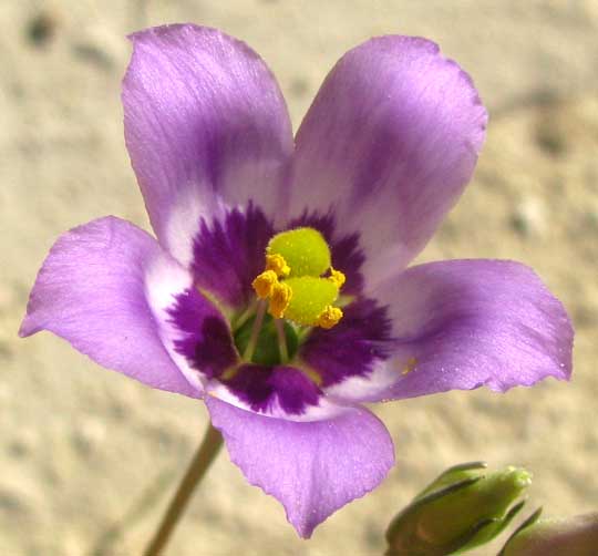 Beach Gentian, EUSTOMA EXALTATUM, flower