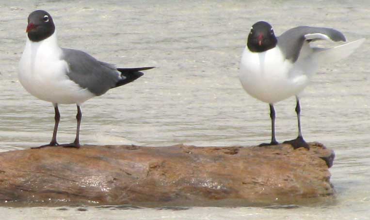 Laughing Gull, LARUS ATRICILLA