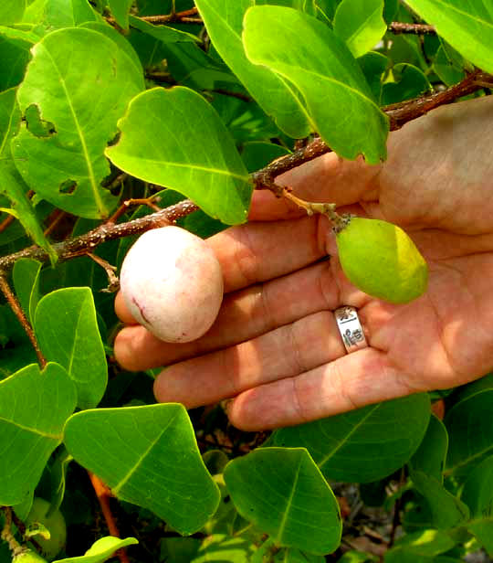 Icaco or Cocoplum. CHRYSOBALANUS ICACO, fruits