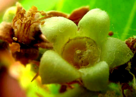 Icaco or Cocoplum. CHRYSOBALANUS ICACO, flowers