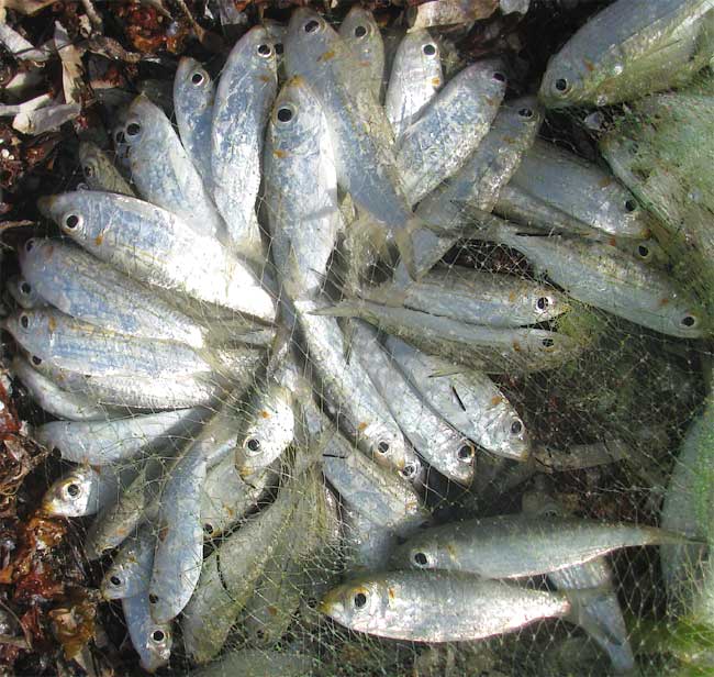 Redear Herrings or Redear Sardines, HARENGULA HUMERALIS