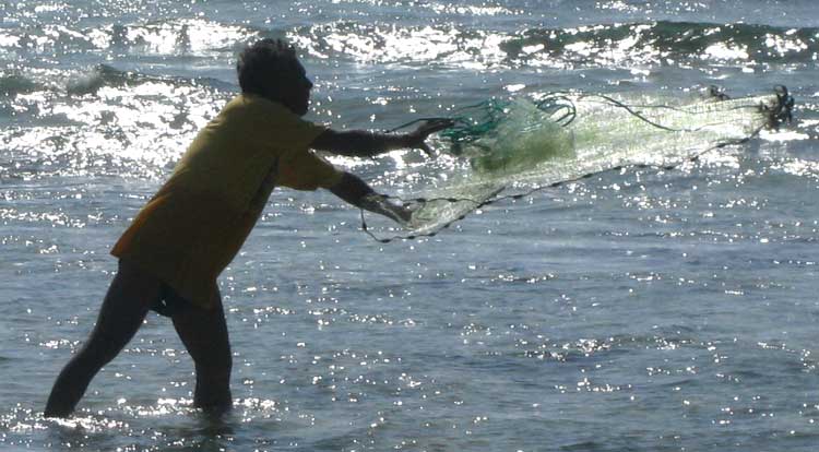 casting for Redear Herrings or Redear Sardines, HARENGULA HUMERALIS