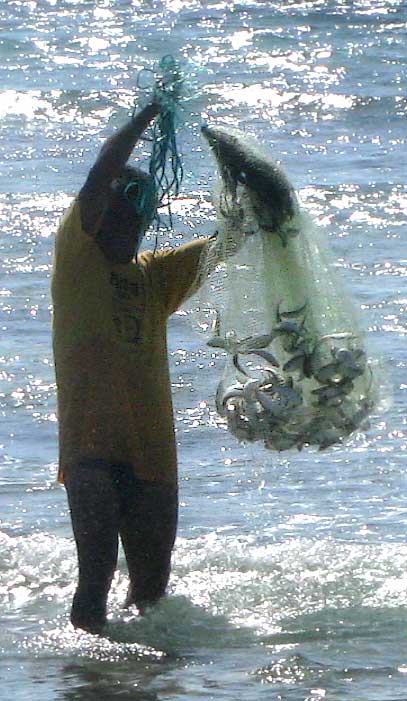 A netful of Redear Herrings or Redear Sardines, HARENGULA HUMERALIS