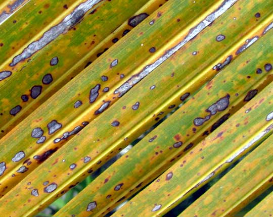 close-up of Coconut Palm frond with Lethal Yellowing Disease in Sian Ka'an