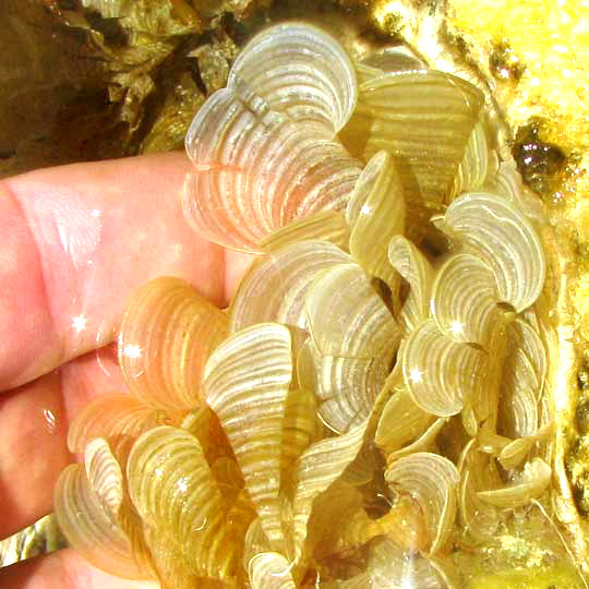 White Scroll Alga, PADINA JAMAICENSIS