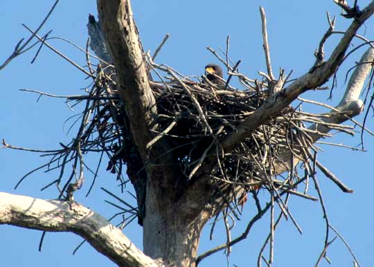 Female Common Black Hawk, BUTEOGALLUS ANTHRACINUS, sitting on nest