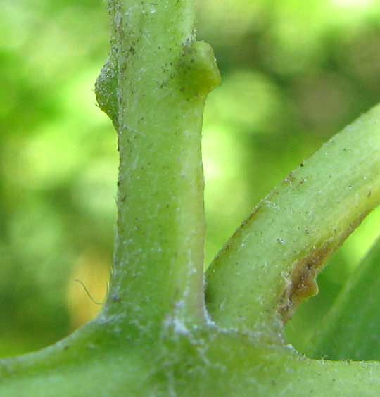Buttonwood, CONOCARPUS ERECTUS, glands on leaf petioles