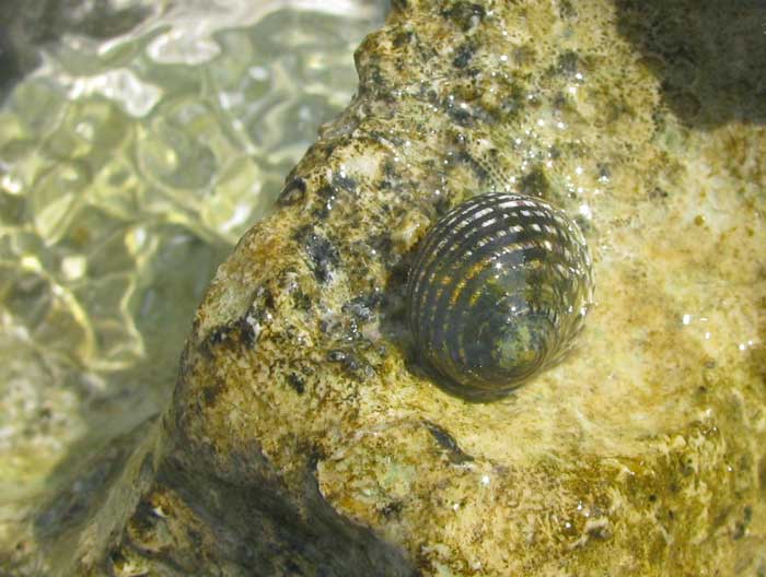 Four-tooth Nerite, NERITA VERSICOLOR, on a rock