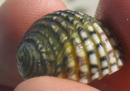 Four-tooth Nerite, NERITA VERSICOLOR