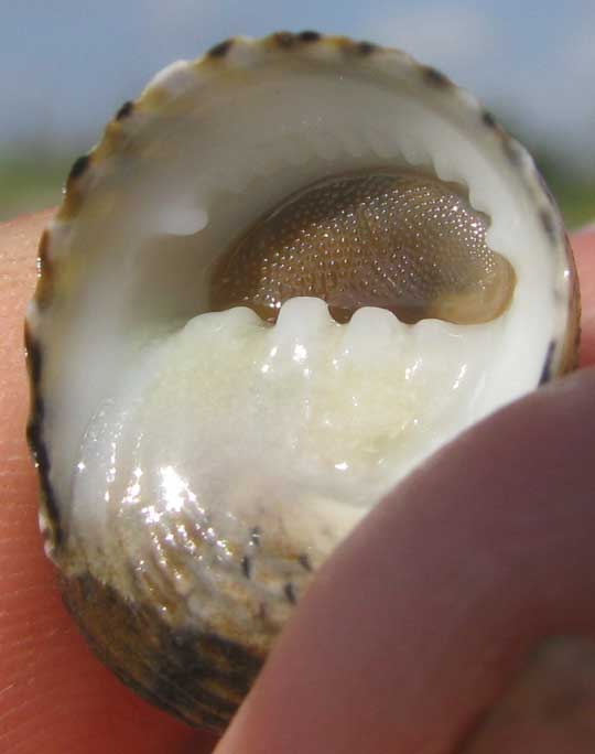 Four-tooth Nerite, NERITA VERSICOLOR, showing 