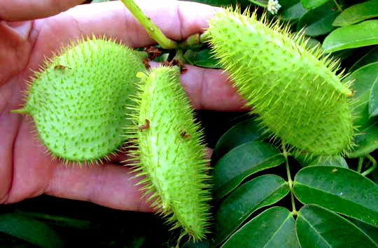 Gray Nickernut, CAESALPINIA BONDUC, legumes