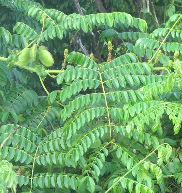 Gray Nickernut, CAESALPINIA BONDUC, leaves and fruits