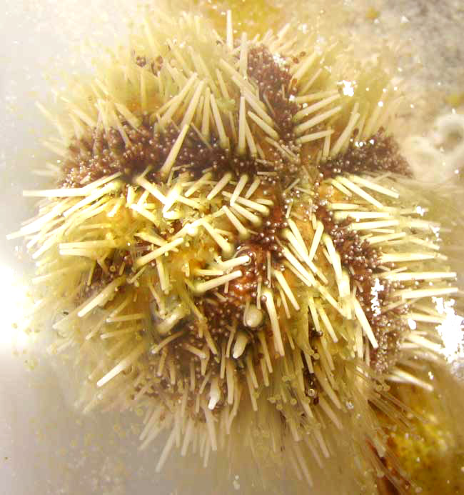 Variegated Sea Urchin, LYTECHINUS VARIEGATUS