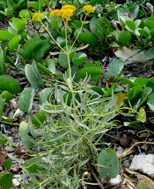 Narrowleaf Yellowtop, FLAVERIA LINEARIS